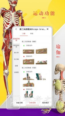 3Dbody解剖