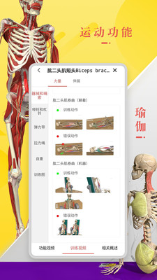 3Dbody解剖截图