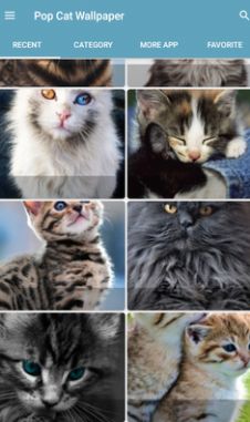 Pop Cat Wallpa截图