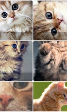 Pop Cat Wallpa截图
