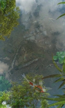 鱼池动态壁纸截图