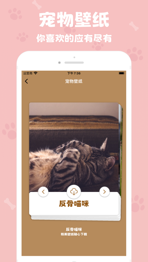 反骨喵咪截图