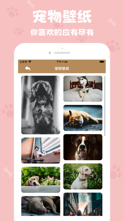 反骨喵咪截图