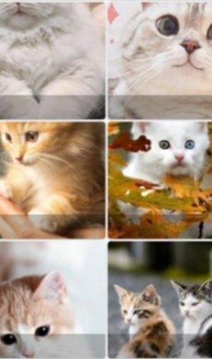 Pop猫壁纸截图