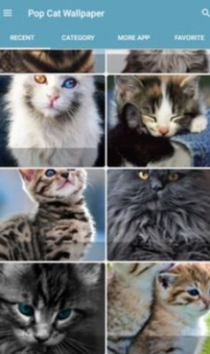 Pop猫壁纸截图
