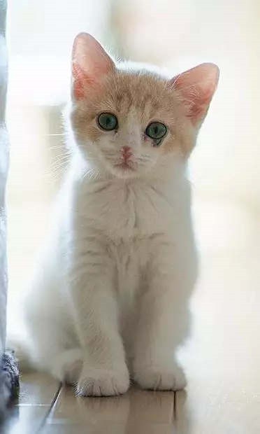 小猫壁纸截图