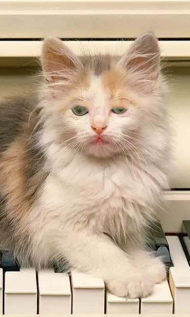 小猫壁纸截图