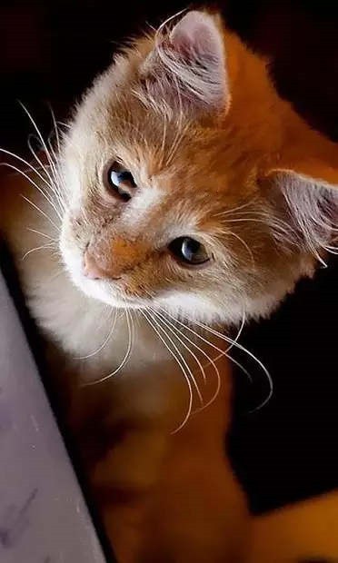 小猫壁纸截图