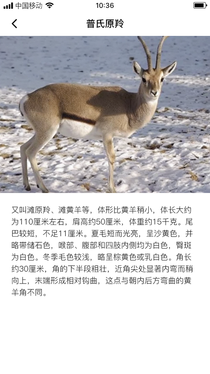 熙玥羚羊截图