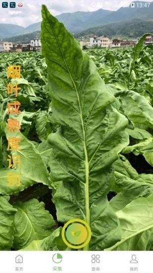 看叶识熟截图